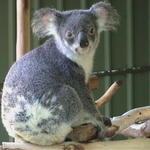 Lone Pine Koala Sanctuary 2004